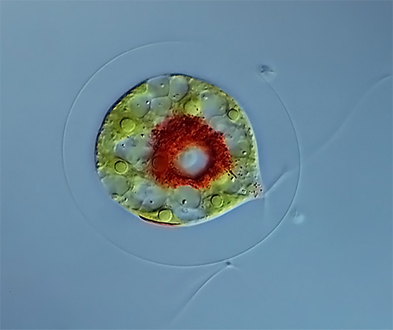 Einzelzelle von Haematococcus